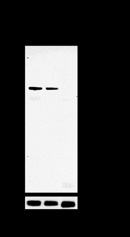 CDH11 Antibody