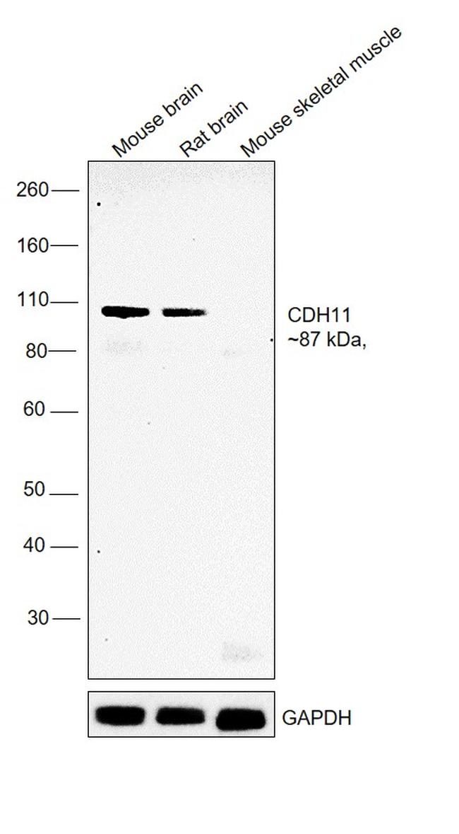 CDH11 Antibody in Western Blot (WB)