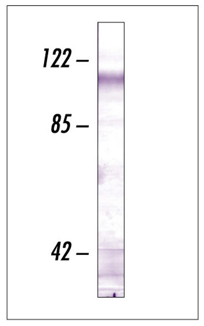 CDH11 Antibody in Western Blot (WB)