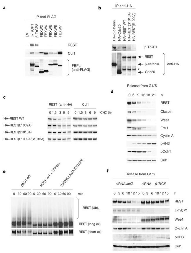 Cullin 1 Antibody in Western Blot (WB)