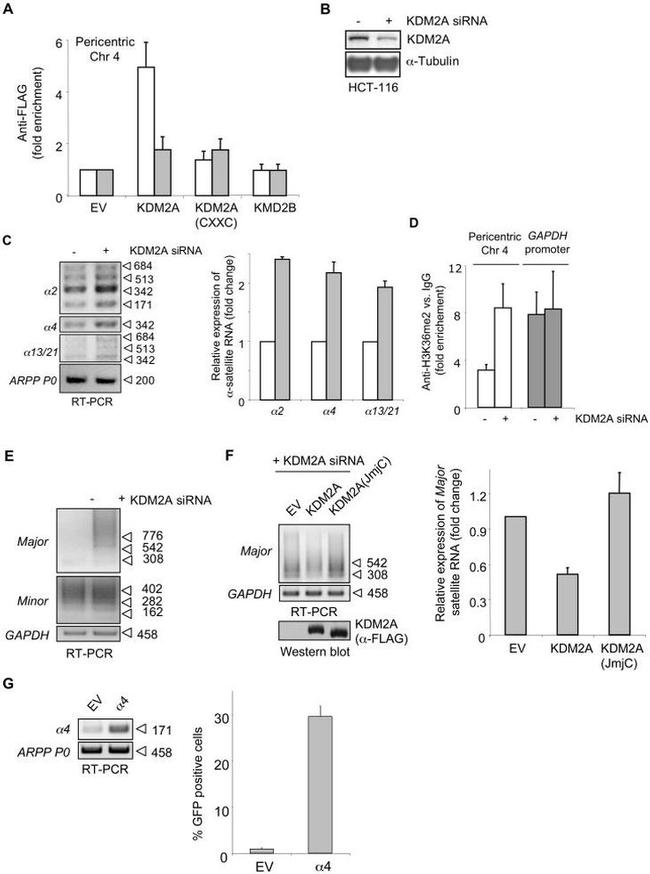 alpha Tubulin Antibody in Western Blot (WB)