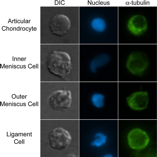 alpha Tubulin Antibody in Immunocytochemistry (ICC/IF)