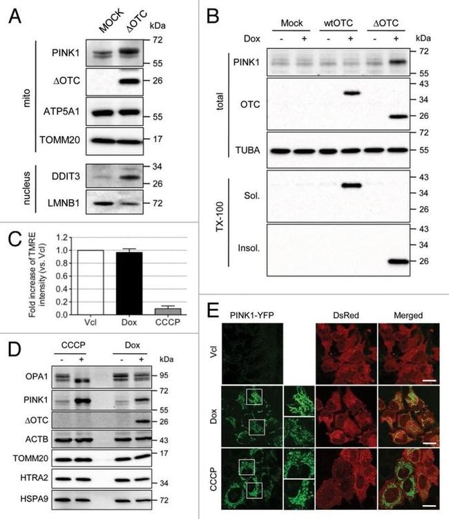 alpha Tubulin Antibody in Western Blot (WB)