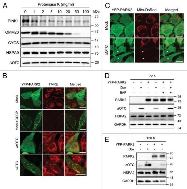 alpha Tubulin Antibody in Western Blot (WB)