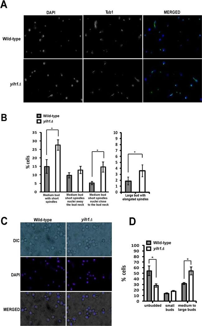 alpha Tubulin Antibody in Immunocytochemistry (ICC/IF)