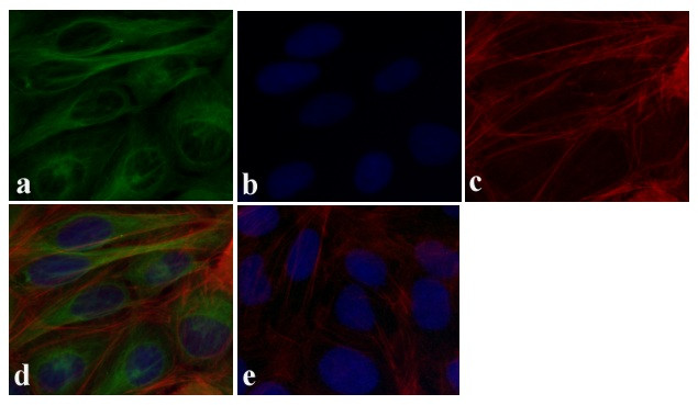 alpha Tubulin Antibody in Immunocytochemistry (ICC/IF)