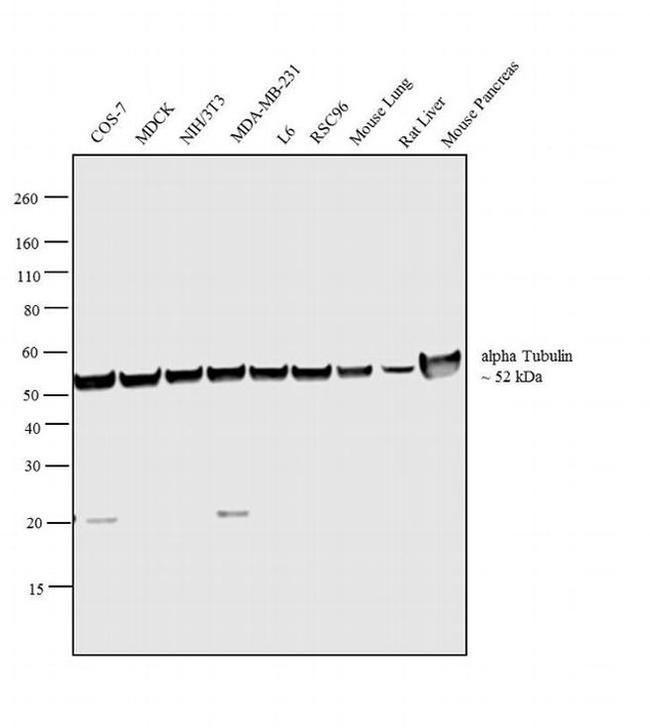 alpha Tubulin Antibody in Western Blot (WB)