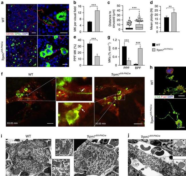 alpha Tubulin Antibody in Immunocytochemistry (ICC/IF)