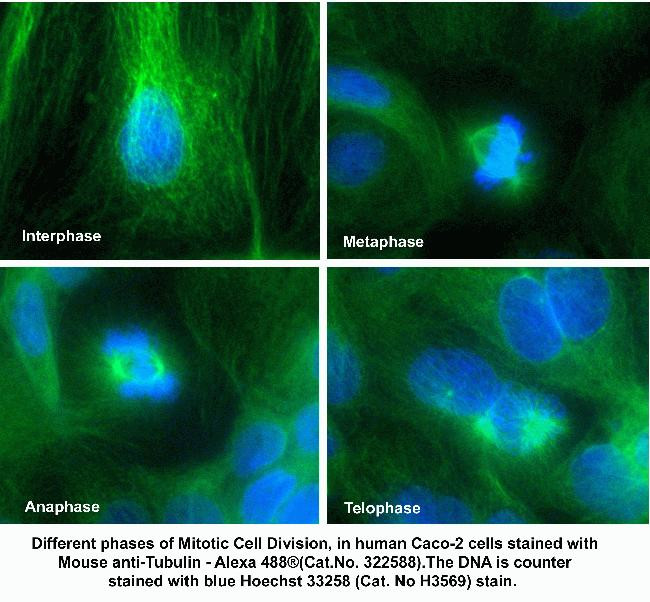 alpha Tubulin Antibody in Immunocytochemistry (ICC/IF)