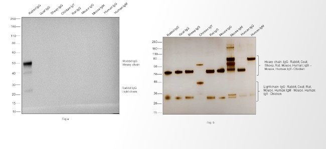 Rabbit IgG (H+L) Poly-HRP Secondary Antibody