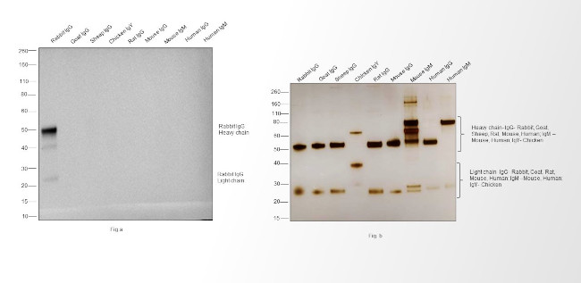 Rabbit IgG (H+L) Poly-HRP Secondary Antibody in Western Blot (WB)