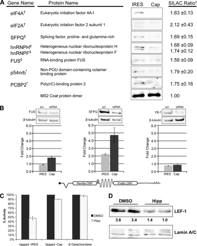 beta Tubulin Antibody in Western Blot (WB)