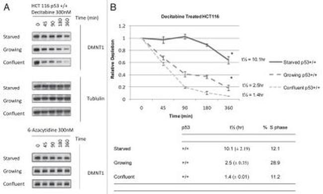 beta Tubulin Antibody in Western Blot (WB)