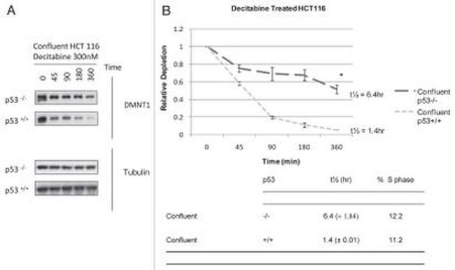 beta Tubulin Antibody in Western Blot (WB)