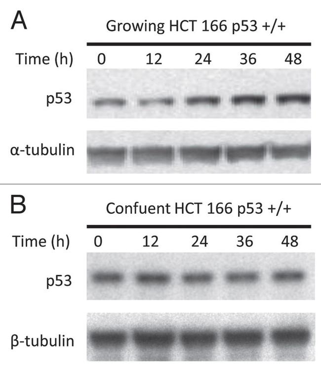 beta Tubulin Antibody in Western Blot (WB)