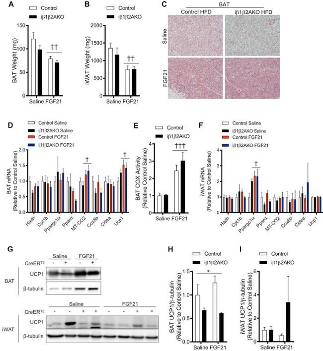 beta Tubulin Antibody in Western Blot (WB)