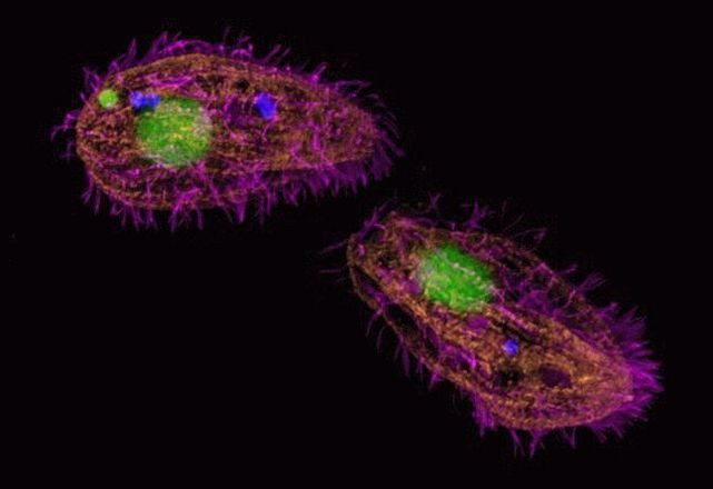 beta Tubulin Antibody in Immunocytochemistry (ICC/IF)