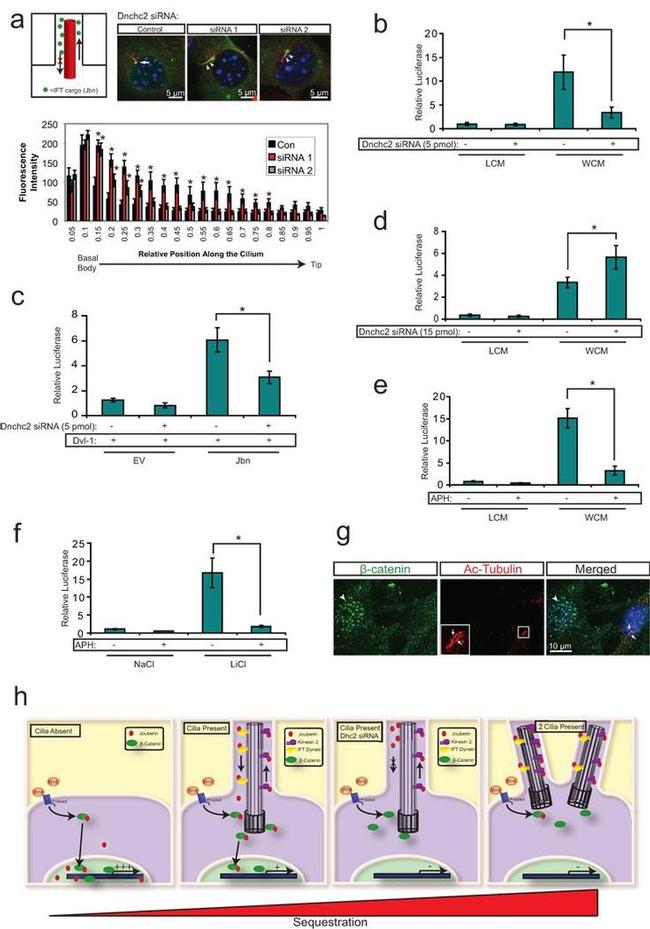 Acetyl-alpha Tubulin (Lys40) Antibody in Immunocytochemistry (ICC/IF)