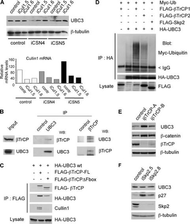 Cullin 1 Antibody in Western Blot (WB)