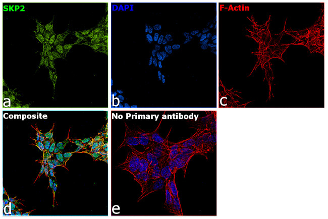 SKP2 Antibody in Immunocytochemistry (ICC/IF)