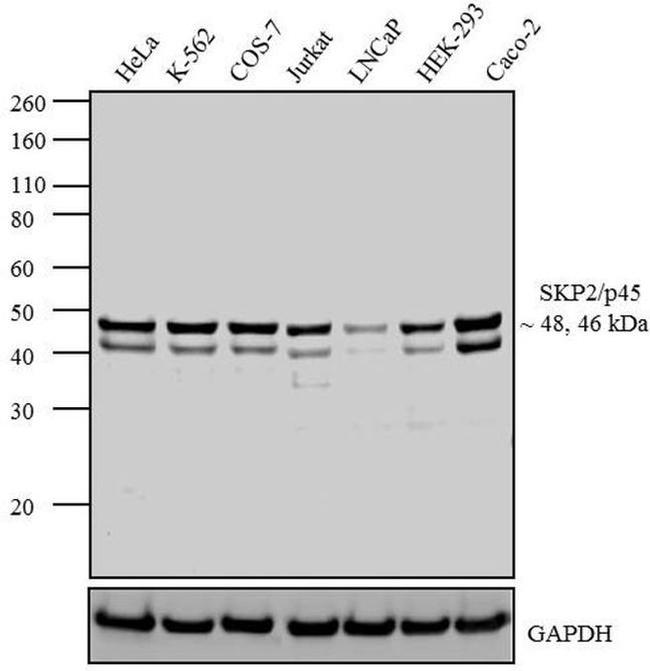 SKP2 Antibody in Western Blot (WB)