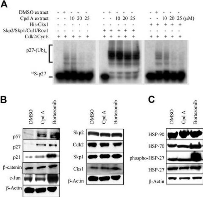 SKP1 Antibody in Western Blot (WB)