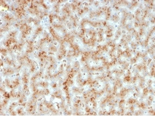 Haptoglobin (HP) Antibody in Immunohistochemistry (Paraffin) (IHC (P))