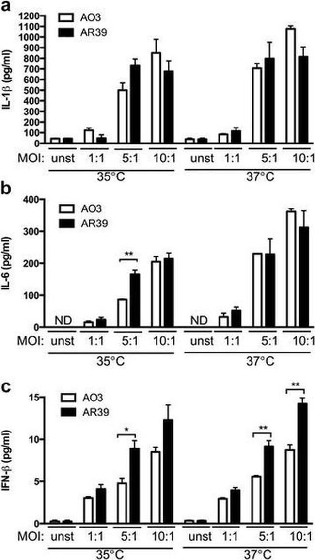 IFN beta Antibody in ELISA (ELISA)