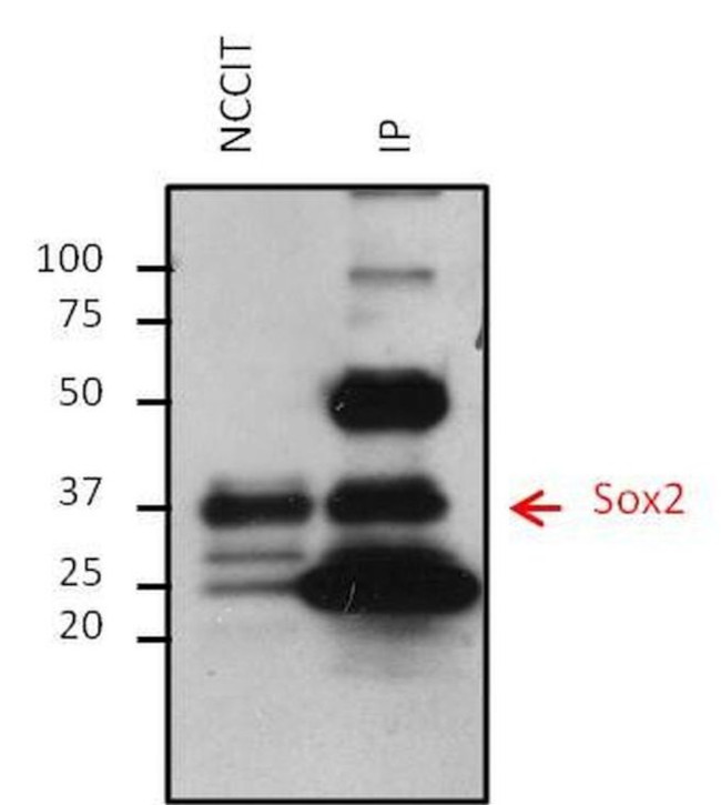 Mouse IgG (H+L) Secondary Antibody in Immunoprecipitation (IP)