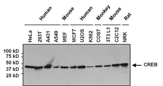 Mouse IgG (H+L) Secondary Antibody in Western Blot (WB)