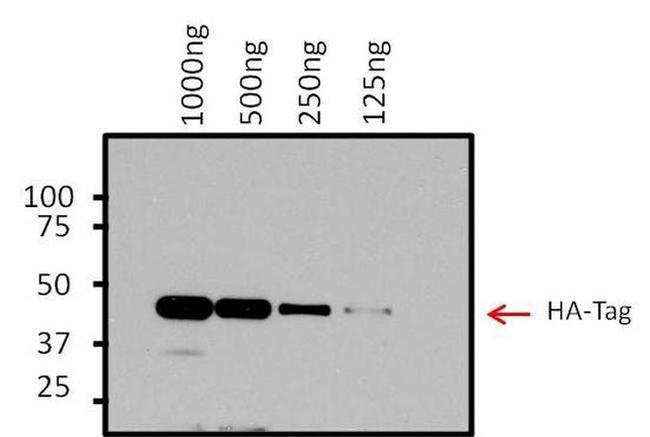 Mouse IgG (H+L) Secondary Antibody in Western Blot (WB)