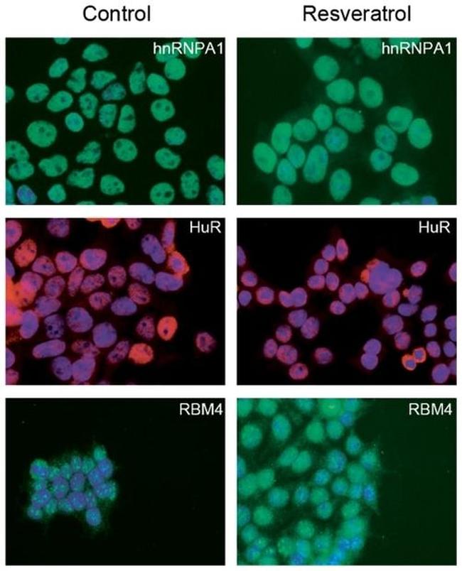 HuR Antibody in Immunocytochemistry (ICC/IF)