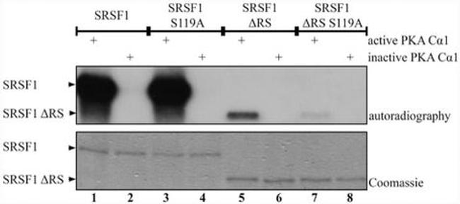 SRSF1 Antibody in Western Blot (WB)