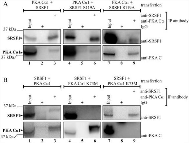 SRSF1 Antibody in Western Blot (WB)