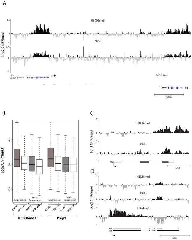 SRSF1 Antibody in ChIP Assay (ChIP)