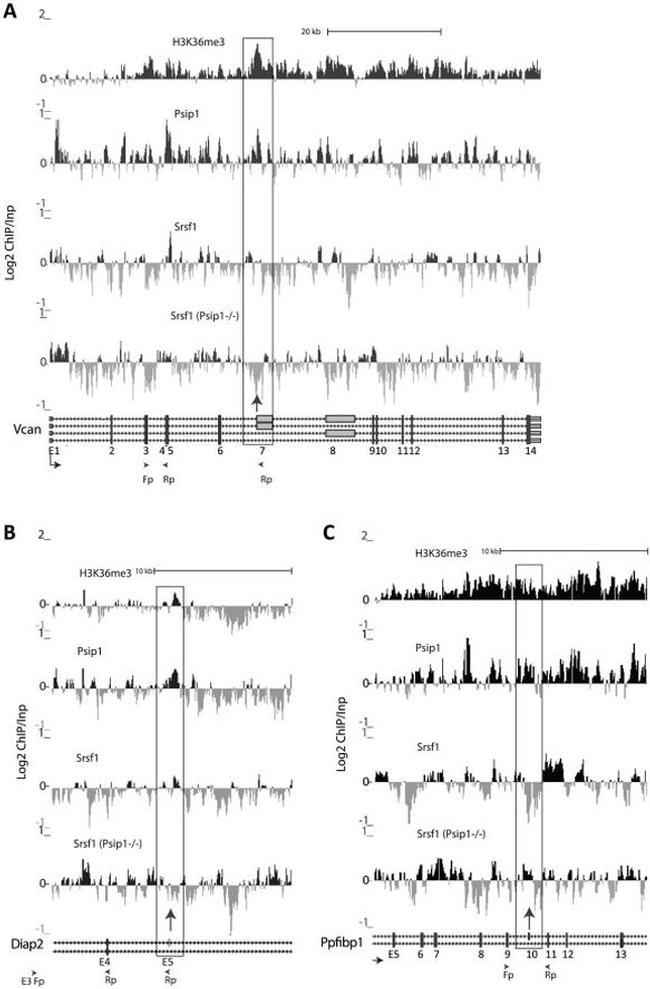 SRSF1 Antibody in ChIP Assay (ChIP)