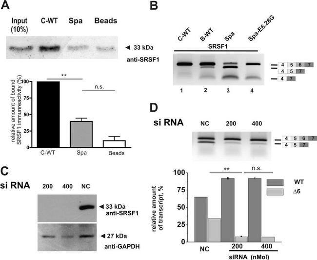 SRSF1 Antibody in Western Blot (WB)