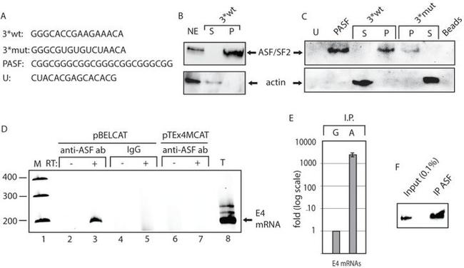 SRSF1 Antibody in Western Blot (WB)