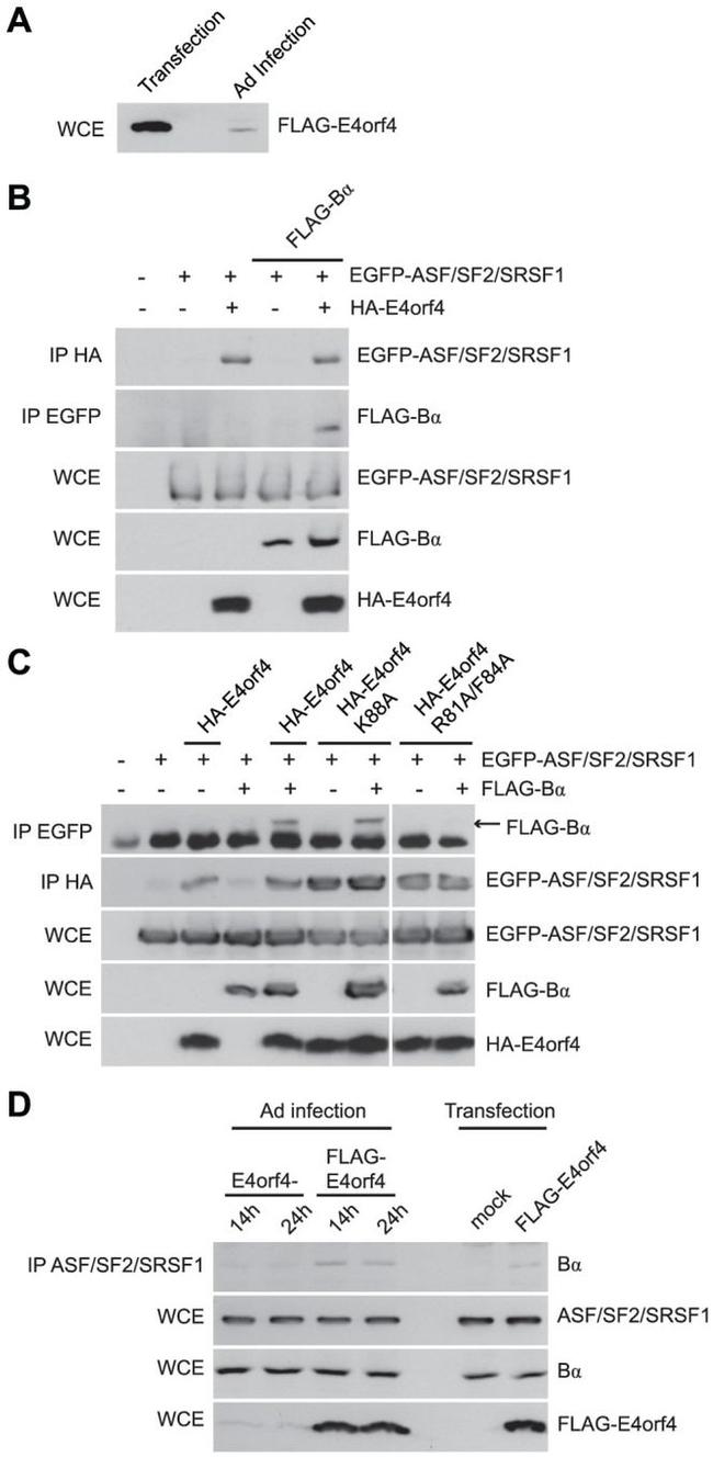 SRSF1 Antibody in Western Blot, Immunoprecipitation (WB, IP)