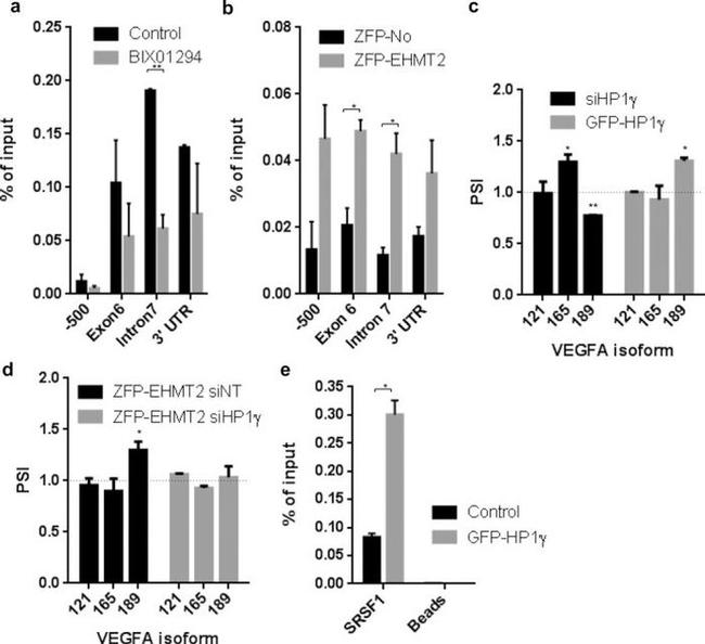 SRSF1 Antibody in ChIP Assay (ChIP)