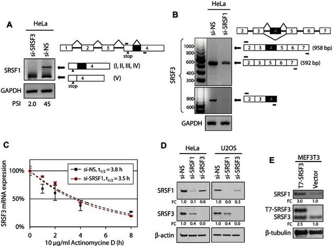 SRSF1 Antibody in Western Blot (WB)