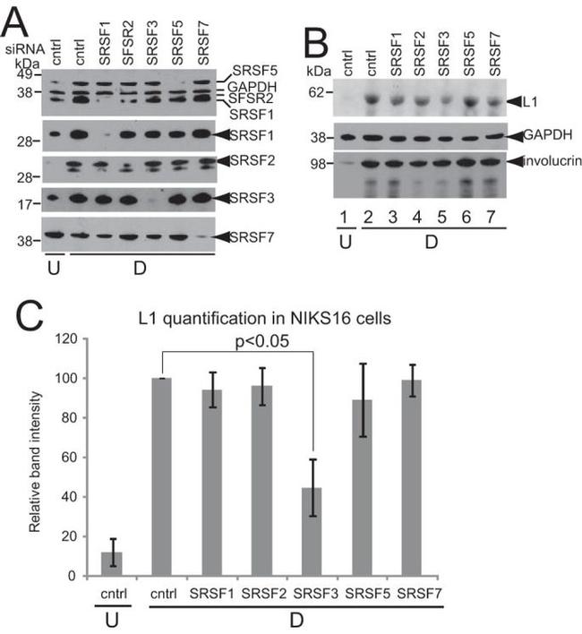 SRSF1 Antibody in Western Blot (WB)