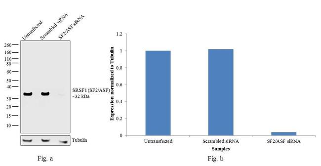 SRSF1 Antibody in Western Blot (WB)