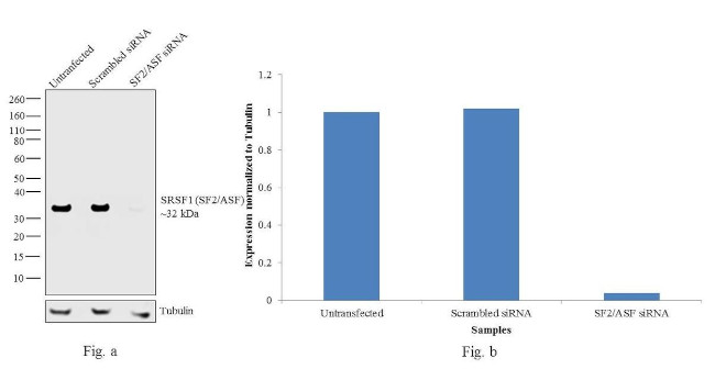 SRSF1 Antibody