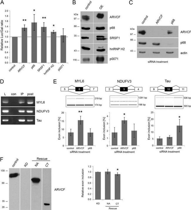 SRSF1 Antibody in Western Blot (WB)