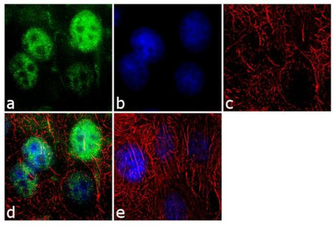 SRSF1 Antibody in Immunocytochemistry (ICC/IF)