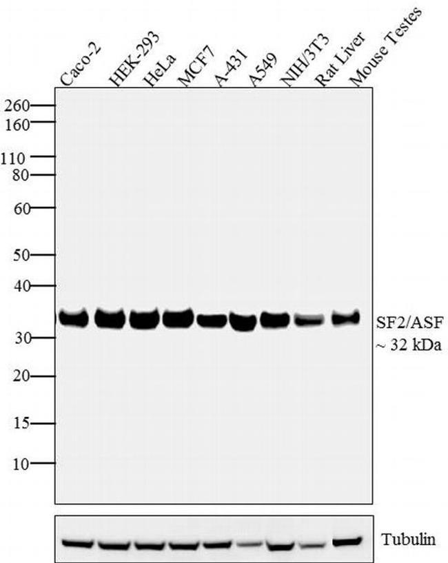 SRSF1 Antibody in Western Blot (WB)