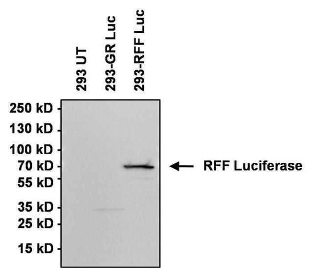 Rabbit IgG (H+L) Secondary Antibody in Western Blot (WB)