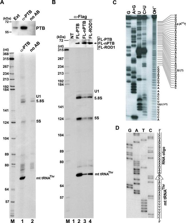 PTBP1 Antibody in RNA Immunoprecipitation (RIP)