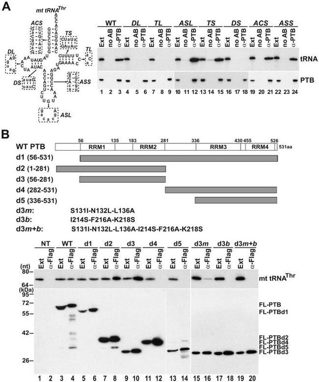PTBP1 Antibody in Western Blot, RNA Immunoprecipitation (WB, RIP)